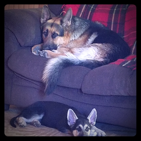 Meet your Posher, Glenna - Picture 1 of 1